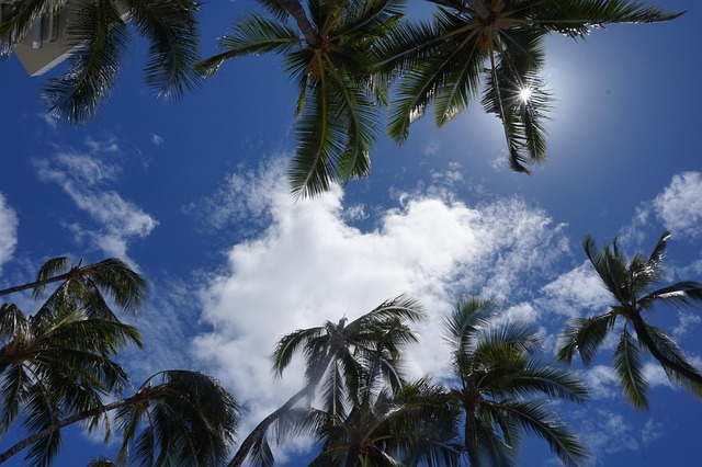 Palm, Bomen, Lucht, Palmbomen, Palmboom