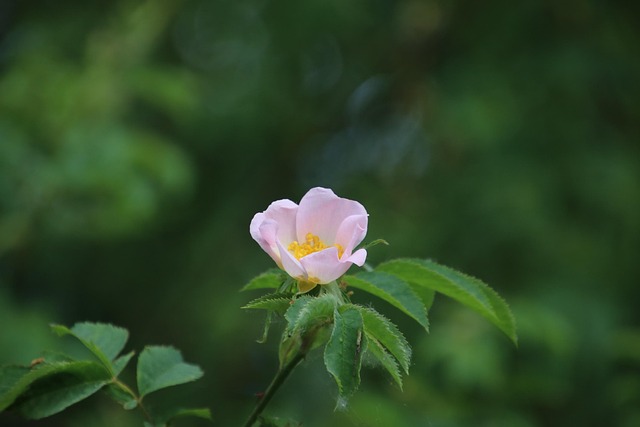 Free Wood Anemones Flower Wallpaper photo and picture