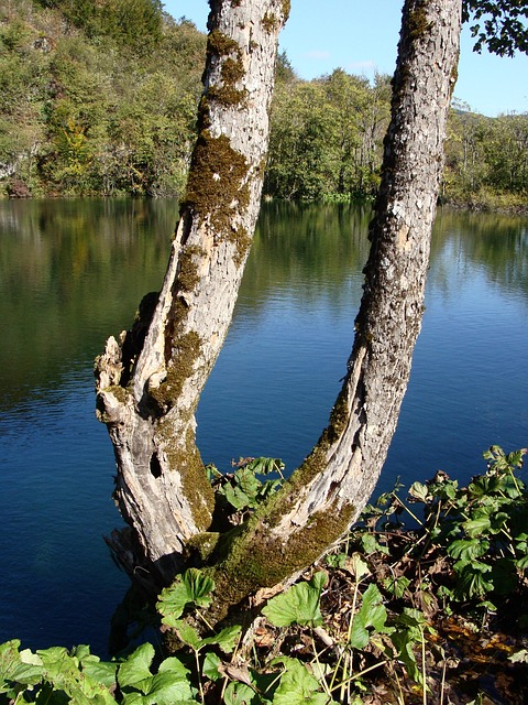 Árvore Porta-Malas Lago - Foto gratuita no Pixabay - Pixabay