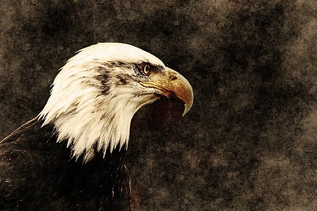Free eagle bird animal illustration