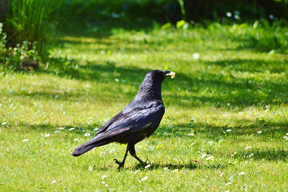 Rabe Foto Rabe Krähe Rabenvogel - Kostenloses Foto auf Pixabay - Pixabay