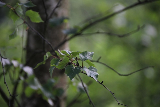 Free Leaf Birch photo and picture