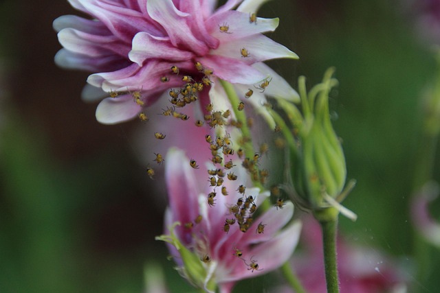 Free Be Crazy Macro photo and picture