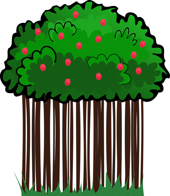 Frambuesas, Vector, Naturaleza