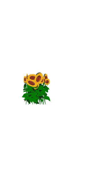 Girasoles, Flores, Naturaleza