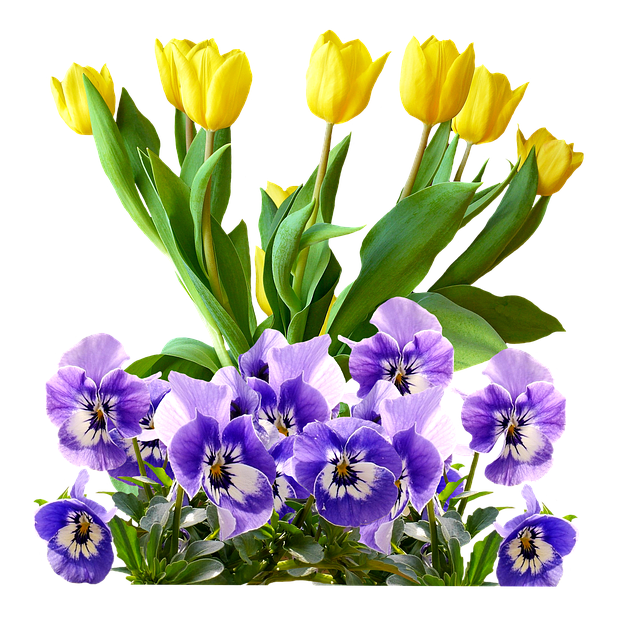 Download free HD stock image of Tulips Pansy Free tulips pansy isolated illustration