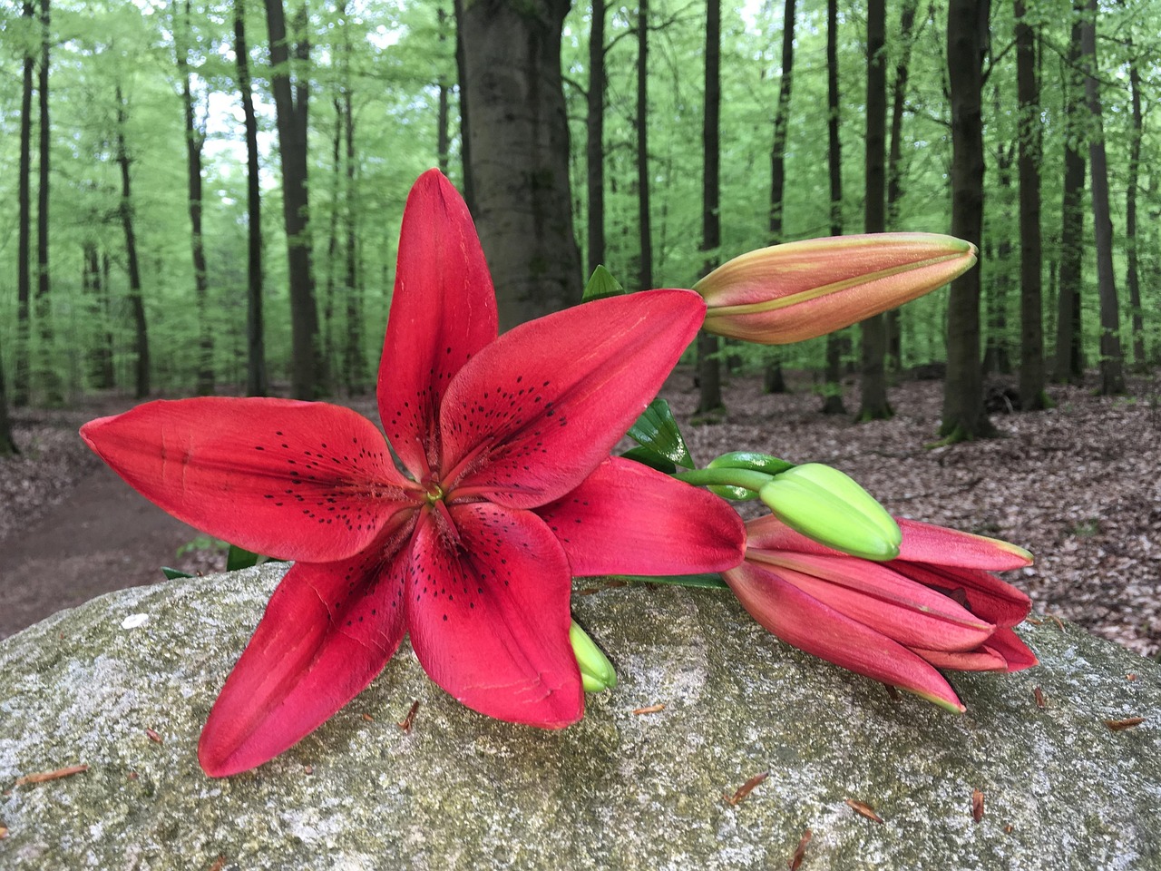 Lily Blossom Bloom Free photo on Pixabay Pixabay