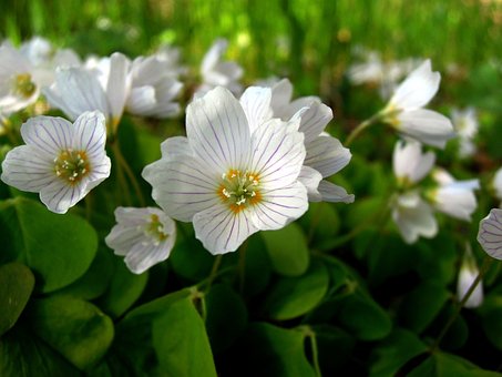 Oxalis, Blomst, Hvid, Blomster, Natur