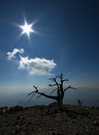 pine, loricate, pollino
