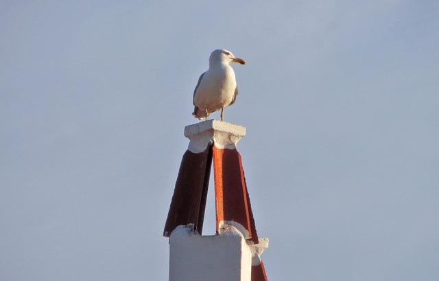 Free Seagull Bird photo and picture