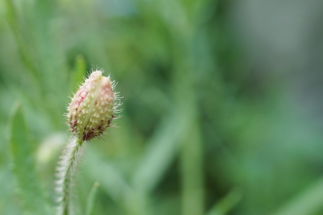 Free Corn Poppy Nature photo and picture