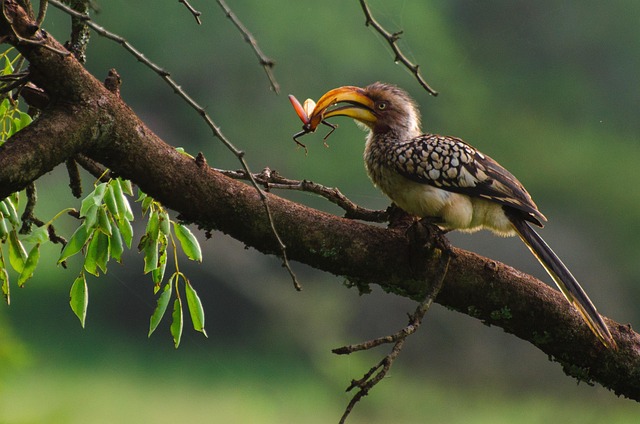 Download free HD stock image of Bird Insect Free Bird Insect photo and picture