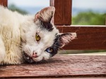 cat, stray, looking