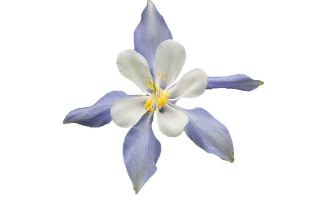 Free white flower blue multicolored illustration