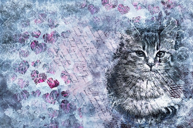 Free cat animal pet illustration
