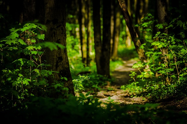 Free Trail Forest photo and picture