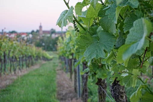 Free Vine Foliage photo and picture