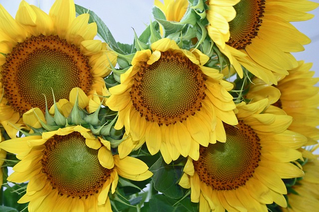 Free Flower Sunflower photo and picture