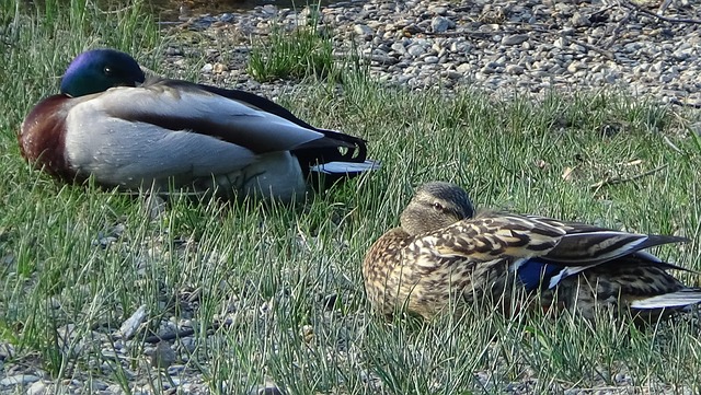 Free Ducks Pair photo and picture