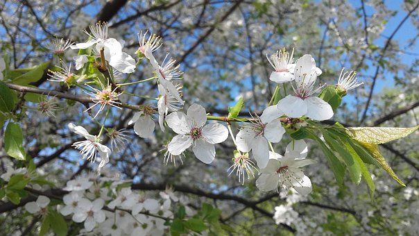 Spring, White Flower, Flowers