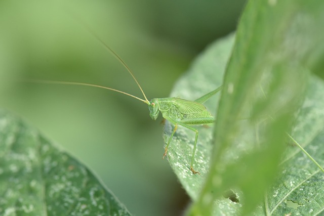 Free Grasshopper Green photo and picture