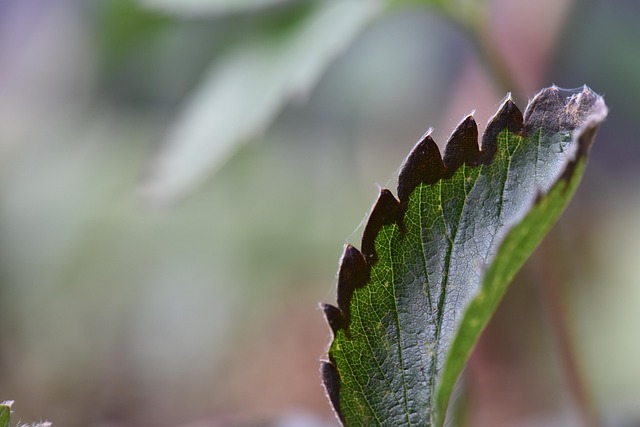 Free Strawberry Disease photo and picture