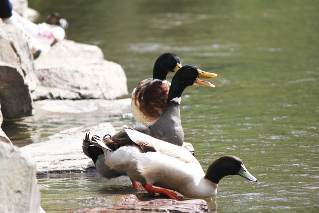 Free Ducks Birds photo and picture