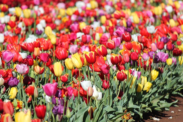 Free Tulips Garden photo and picture