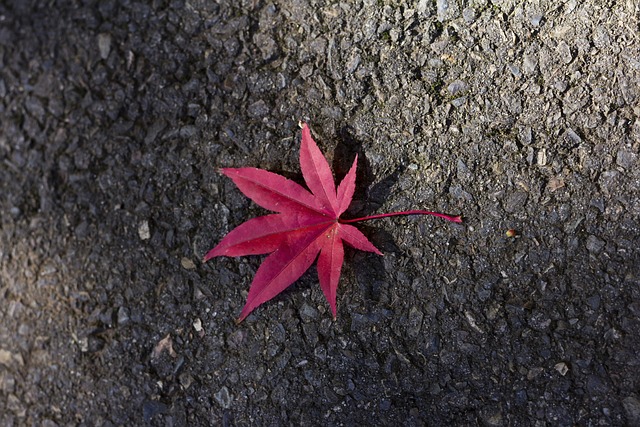 Free Red Maple photo and picture