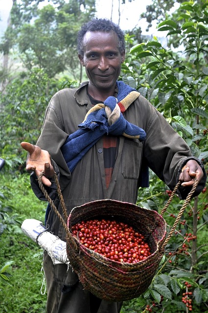 Free Ethio Coffee photo and picture