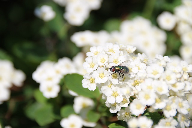 Free Animal Insect photo and picture