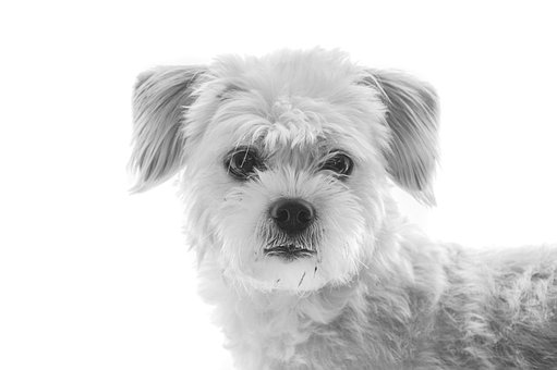 Hund, Dog, Haustier, Mischling, Malteser