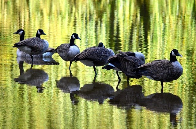 Free Bird Nature photo and picture