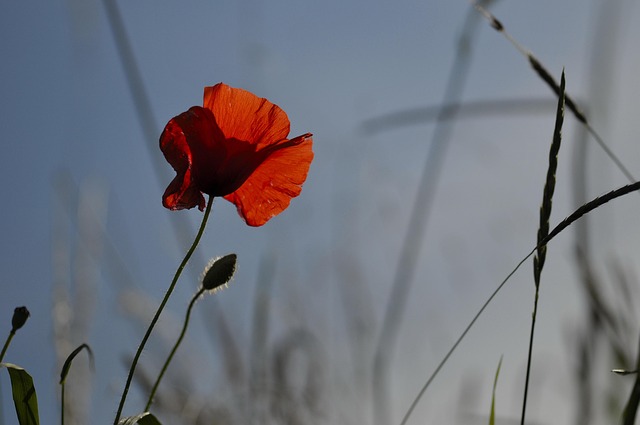 Free Poppy Summer photo and picture