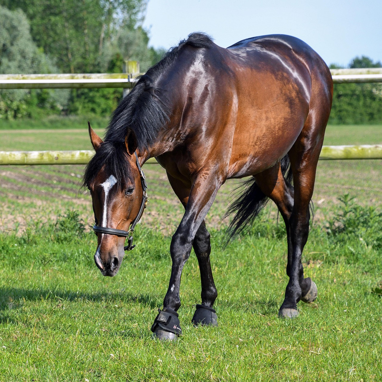 Cheval Bai Herbe Photo Gratuite Sur Pixabay Pixabay