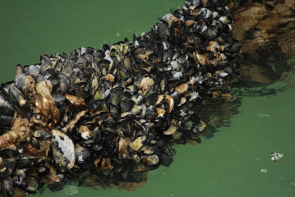 Sea Messusle Sea Mussels - Free photo on Pixabay - Pixabay