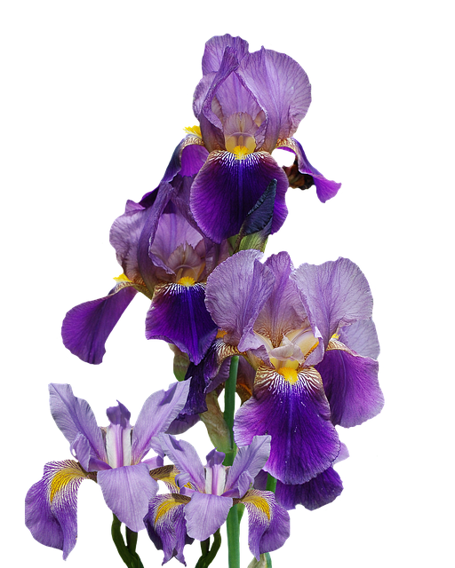 Free iris flower nature illustration