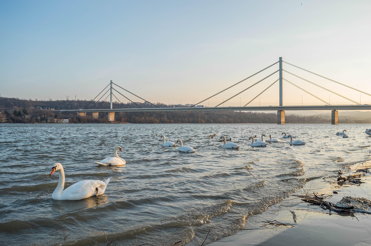 Novi - free online jigsaw puzzle photo
