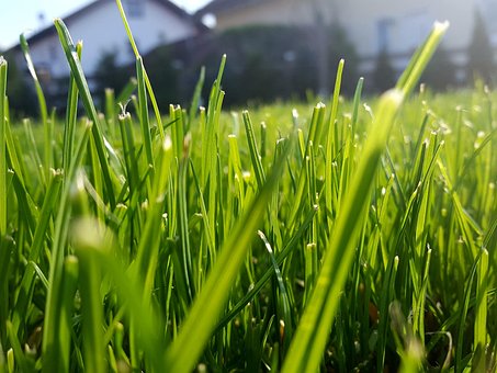Free Grass Lawn photo and picture