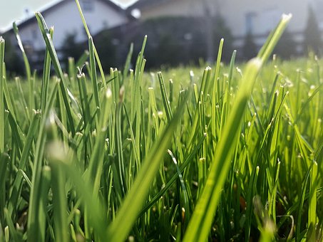 Free Grass Lawn photo and picture
