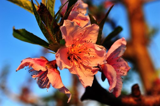 Ferskenblomst dating site