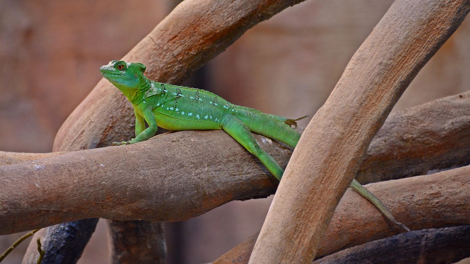 Echse Reptil Kaltblüter - Kostenloses Foto auf Pixabay - Pixabay