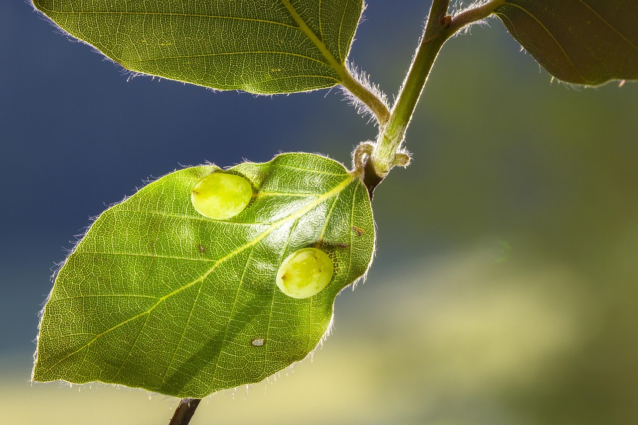 超过 70000 张关于“昆虫 瘿蚊”和“昆虫”的免费图片 - Pixabay