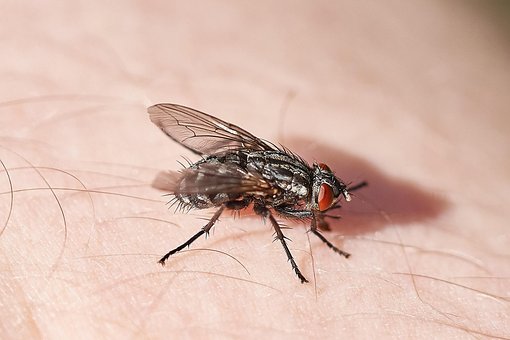 fly-2349256__340.jpg