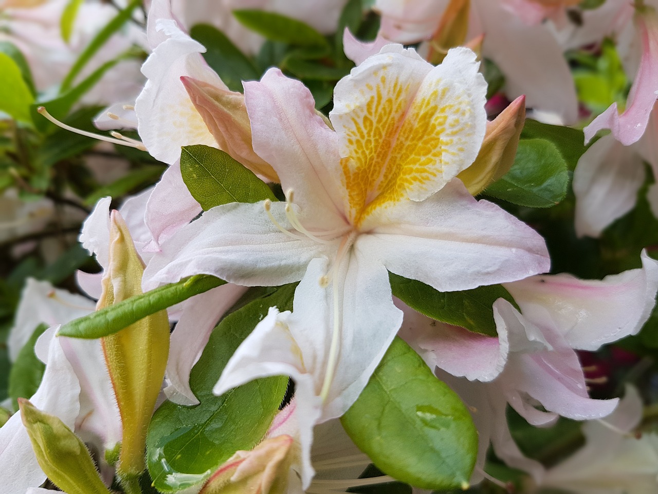 Azalea Flower Spring Flowers Spring Azaleas - Free photo on Pixabay