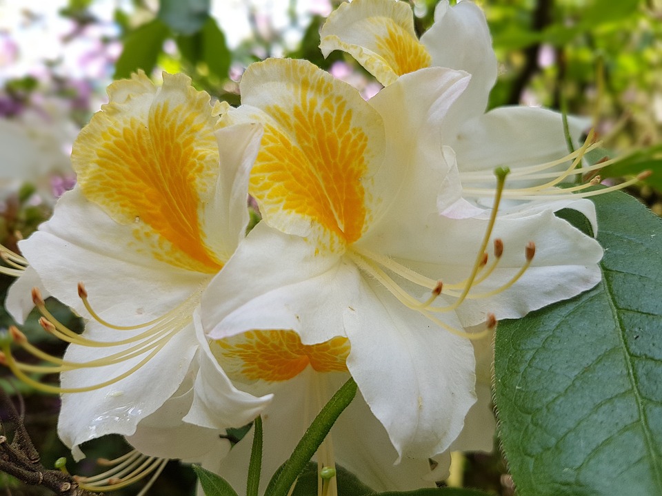 Azalea Flower Spring Flowers Spring Azaleas - Free photo on Pixabay - Pixabay