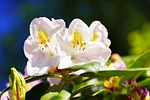 rhododendron, white, early summer