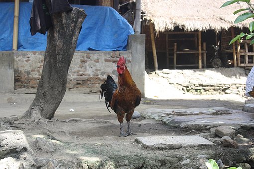 Free Indonesia Village photo and picture