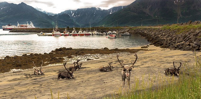 Free Reindeer Fjord photo and picture