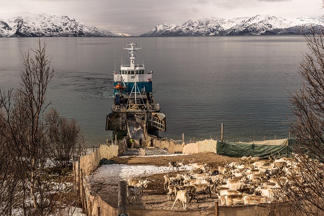 Free Reindeer Transportation photo and picture